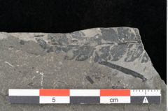 Foto (Detailansicht) von Thinnfeldia lunzensis Ettingshausen (NHMW-GEO-2024-0188-10588)